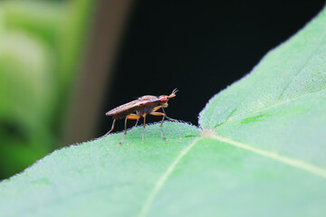 Flies on wild plants, North China