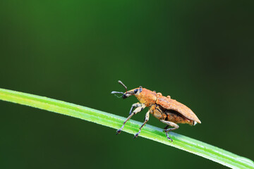 Weevil on wild plants, North China