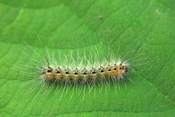 Lepidoptera larvae in the wild, North China