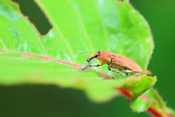 Weevil on wild plants, North China