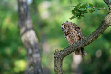 Long-eared owl sitting on a tree branch. Green forest as natural habitat for small owl. Asio altus.