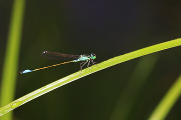 damselfly, a dragonfly insect, North China