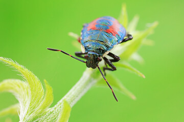 Hemiptera bugs in the wild, North China