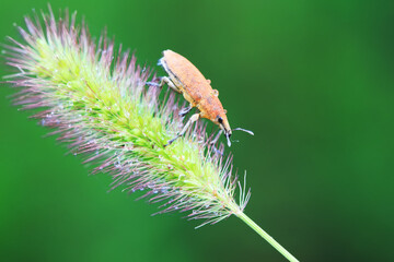 Weevil on wild plants, North China