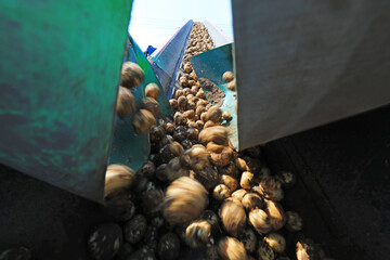 Mechanized sorting of potatoes on a farm in North China