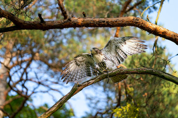 Red tailed hawk landing on a tree trunk with spred wings on sunny day. Autumn sunny day with forest on background and raptor in a front.