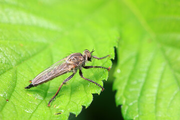 Insectivorous Gadfly in the wild, North China