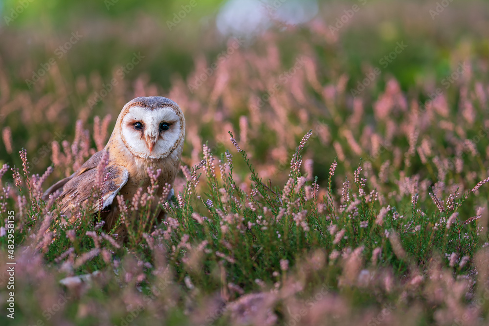 Aufkleber barn owl in a heater. owl standing on the ground and looking to the camera. bird from a front direct