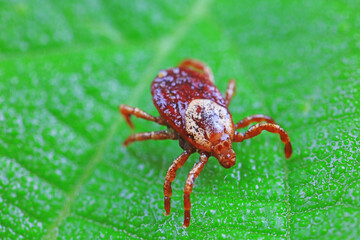 Ticks on wild plants, North China