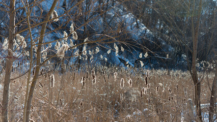 dried cattails/bullrushes in winter