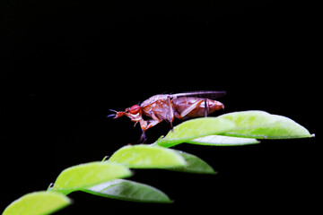 Flies on wild plants, North China