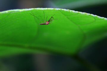 mosquito insect in the wild, North China