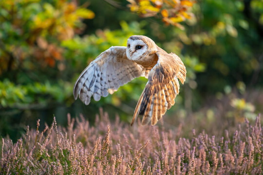 Barn owl flying above heater. Owl with spread wings in a beautiful calm colorful scene. Atumn forest with its inhabitant. Tyto alba