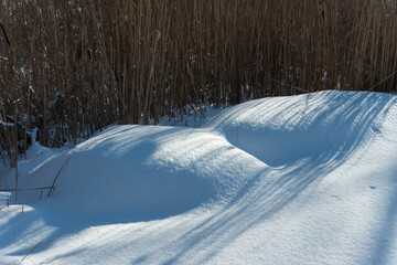 snow on the ground (with reeds in the background)