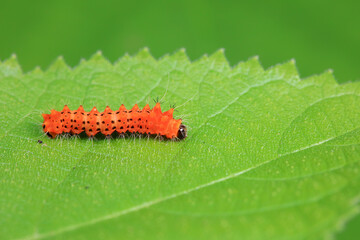 Lepidoptera larvae in the wild, North China