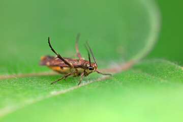 Fototapeta premium Lepidoptera insects in the wild, North China