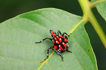 Hemiptera wax Cicadellidae insects on wild plants, North China