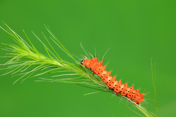 Lepidoptera larvae in the wild, North China