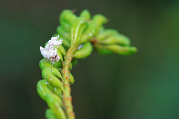 Hemiptera wax Cicadellidae insects on wild plants, North China