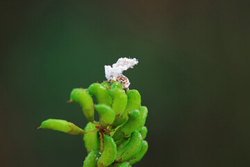 Hemiptera wax Cicadellidae insects on wild plants, North China