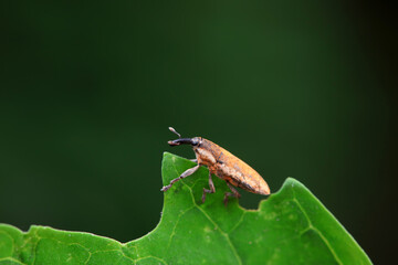 Weevil on wild plants, North China