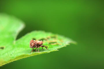 Hemiptera wax Cicadellidae insects on wild plants, North China