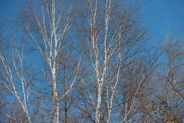 birch tree branches in winter
