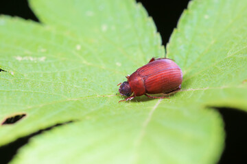 Coleoptera Chrysomelidae insects, North China