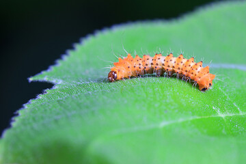 Lepidoptera larvae in the wild, North China
