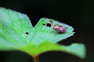 Hemiptera wax Cicadellidae insects on wild plants, North China