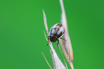 Hemiptera bugs in the wild, North China