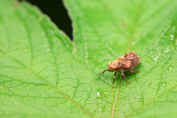 Hemiptera wax Cicadellidae insects on wild plants, North China