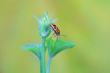 Hemiptera bugs in the wild, North China