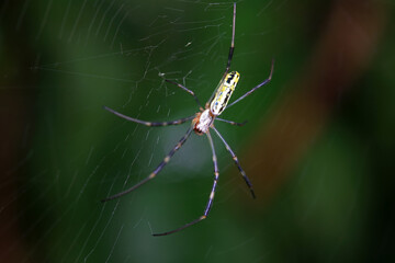 Spiders in the wild, North China