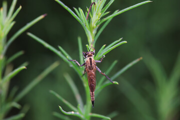 Insectivorous Gadfly in the wild, North China