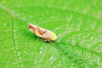 Leaf cicada on wild plants, North China