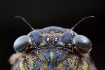 Leaf cicada on wild plants, North China
