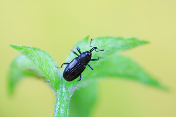 Fototapeta premium Weevil on wild plants, North China