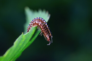 class diplopoda animal in the wild, North China