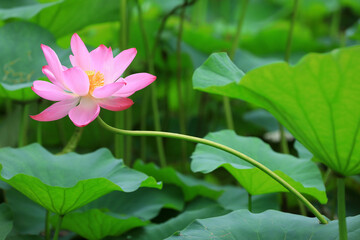 Beautiful lotus in the pond, North China