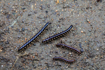 class diplopoda animal in the wild, North China