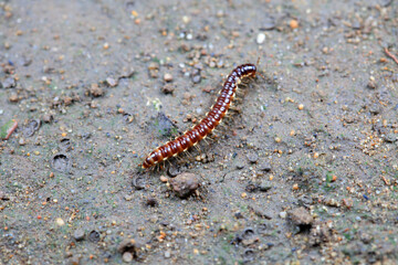 class diplopoda animal in the wild, North China