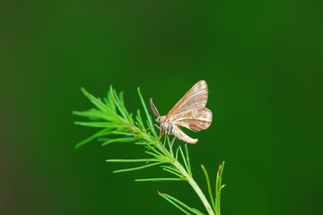 Lepidoptera insects in the wild, North China