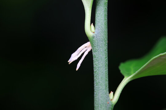 Boxwood Air Takes Root In The Botanical Garden, North China