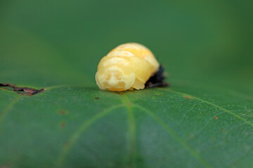 Ladybugs on wild plants, North China