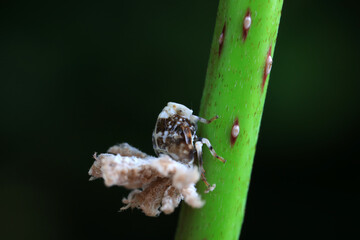 Hemiptera wax Cicadellidae insects on wild plants, North China