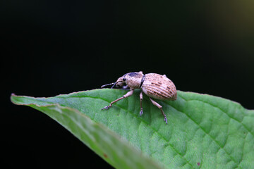 Weevil on wild plants, North China