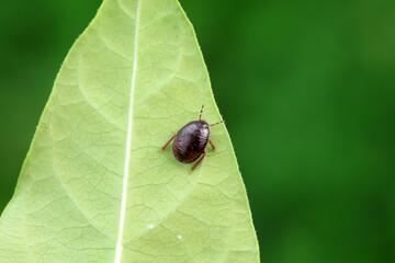 Hemiptera bugs in the wild, North China