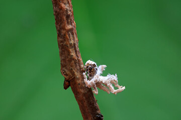 Hemiptera wax Cicadellidae insects on wild plants, North China