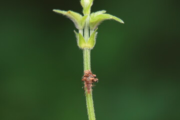 Chrysopid larvae - aphid lions in the wild, North China